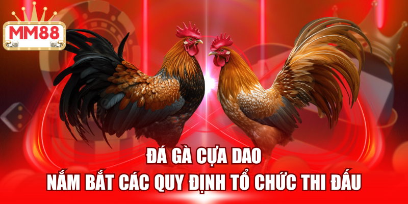Đá gà cựa dao