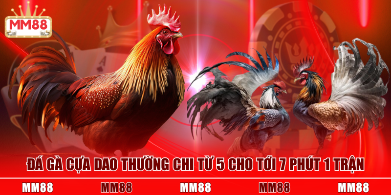 Đá gà cựa dao thường chi từ 5 cho tới 7 phút 1 trận