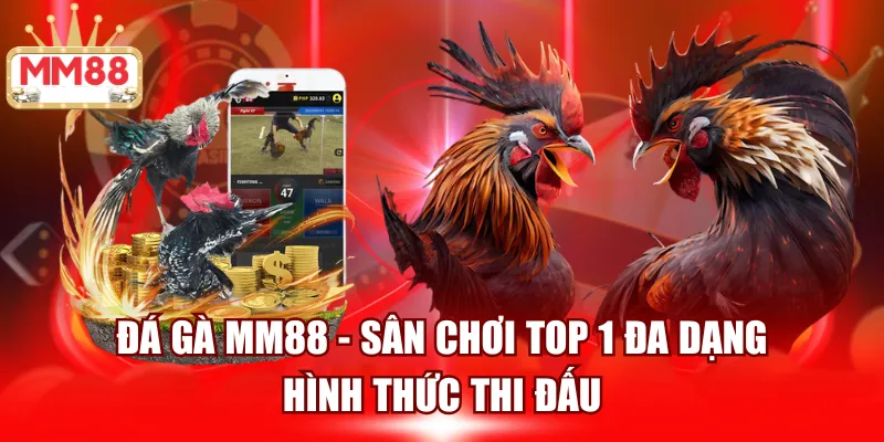 Đá Gà MM88 - Sân chơi chọi kê Top 1 Tại châu Á