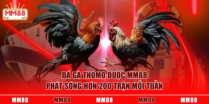 Đá gà Thomo được MM88 phát sóng hơn 200 trận mỗi tuần