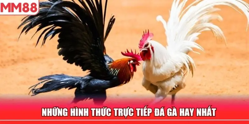 Nhiều hình thức chọi kê cực hay chỉ duy nhất được MM88 phát sóng bản quyền