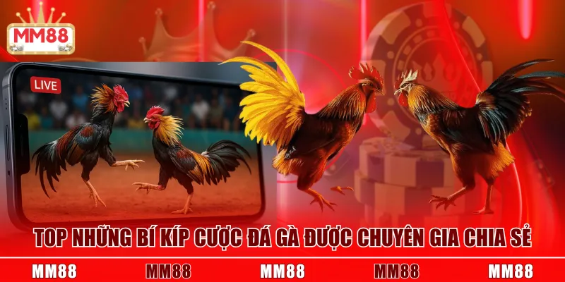 Top những bí kíp cược đá gà được chuyên gia chia sẻ