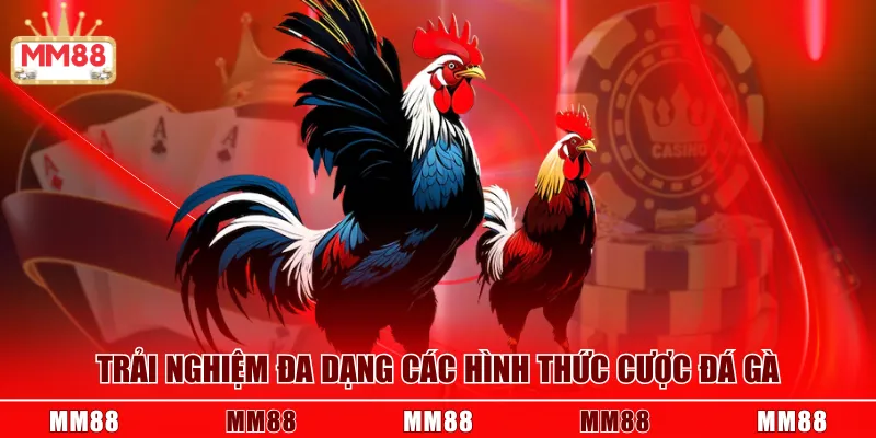 Trải nghiệm đa dạng các hình thức cược đá gà
