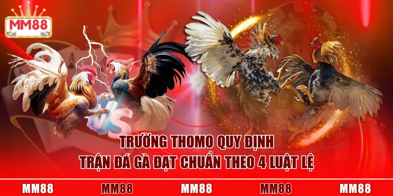 Trường Thomo quy định trận đá gà đạt chuẩn theo 4 luật lệ